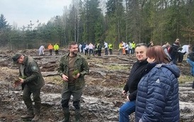 V Otwarte Sadzenie Lasu w Nadleśnictwo Głog&oacute;w, Lasy Państwowe Leśnictwo Bratkowice 1