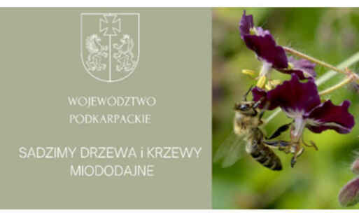 Baner Sadzimy drzewa i krzewy