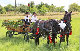 Gminne Dożynki - 20268023 - 012