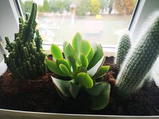 Uroczyste otwarcie Zielonej ekoAkademii - zdjęcie nr 01