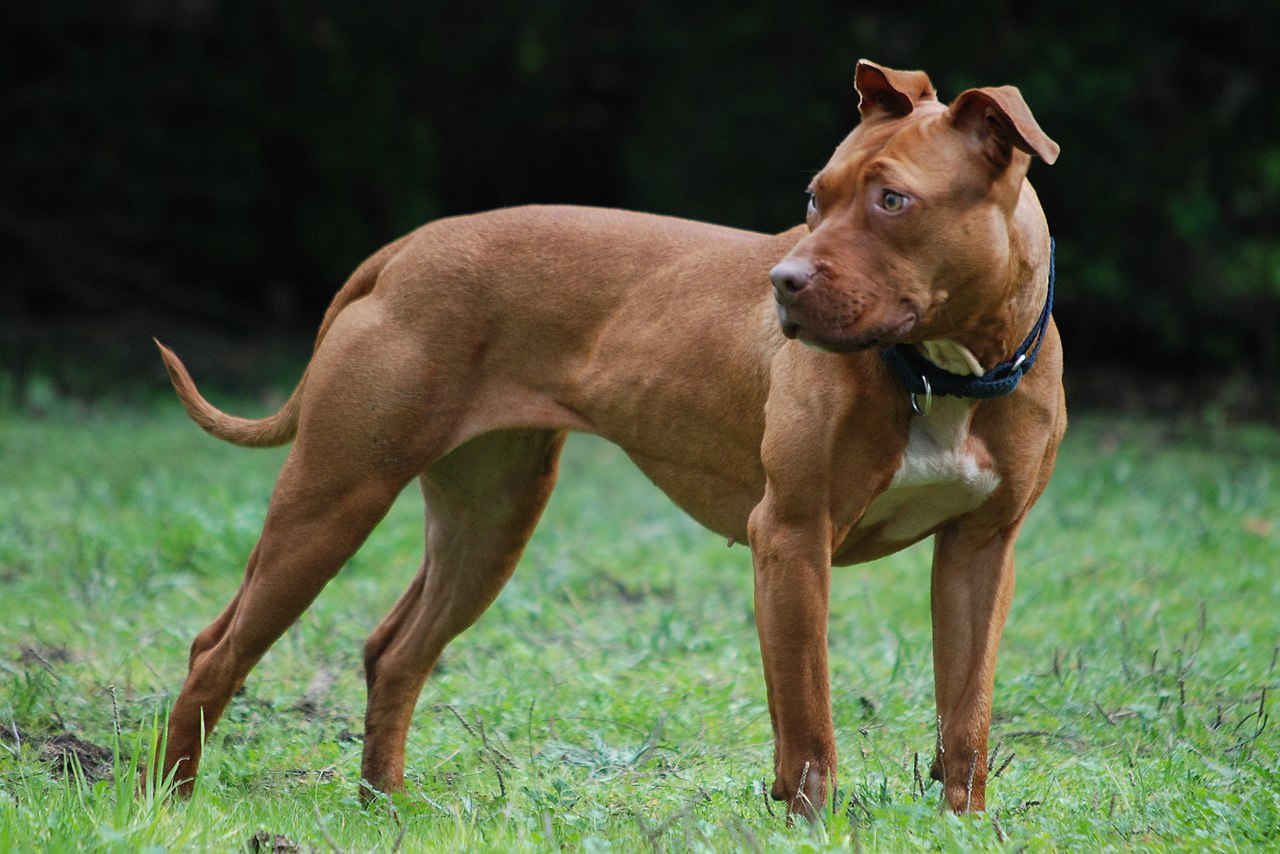 American Pit Bull Terrier - źródło Wikipedia